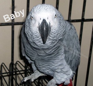 Baby, African Grey Parrot