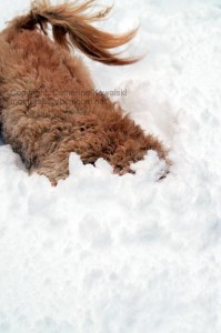 Buxton, Goldendoodle head in snow, plowing snow