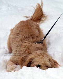 Buxton, Goldendoodle peeking over snow