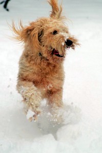 Buxton, Goldendoodle running leaping in snow