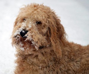 Buxton, Goldendoodle, snow on face