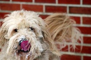 Buxton, Goldendoodle, sticking out tongue, licking snow off face, heart tongue