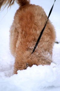 Buxton, doodle plowing snow with head, dog with head in the snow