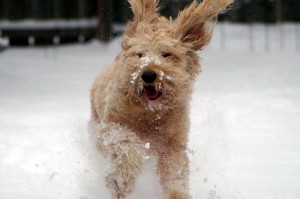 Buxton, doodle running in snow, ears up