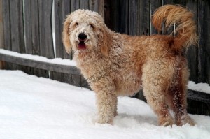 Buxton, doodle standing in snow