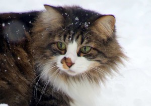 Grace, close up cat in the snow