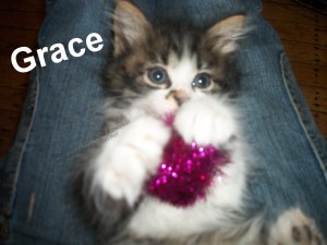 Grace, kitten playing