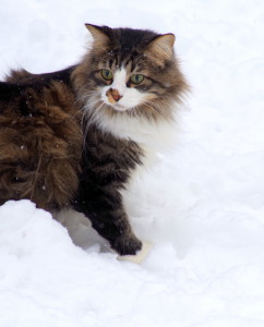 Grace, multi colored cat in snow