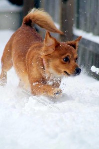 Mini, little dog playing in snow