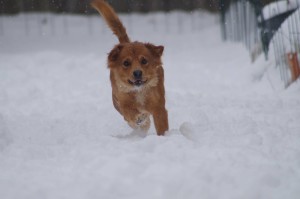 Mini, little dog running in snow