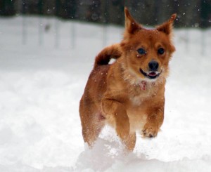 Mini, little dog running leaping in snow