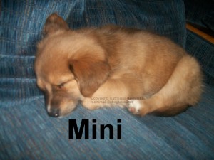 Mini, as a puppy