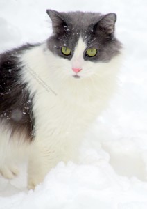 Will, Grey & White Cat in Snow