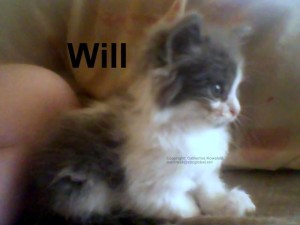 Will, kitten